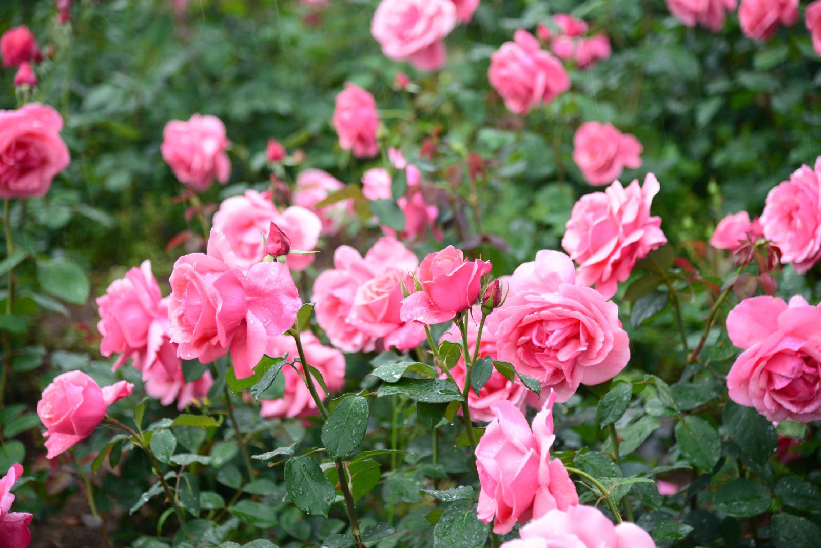 DSC_2605.jpg