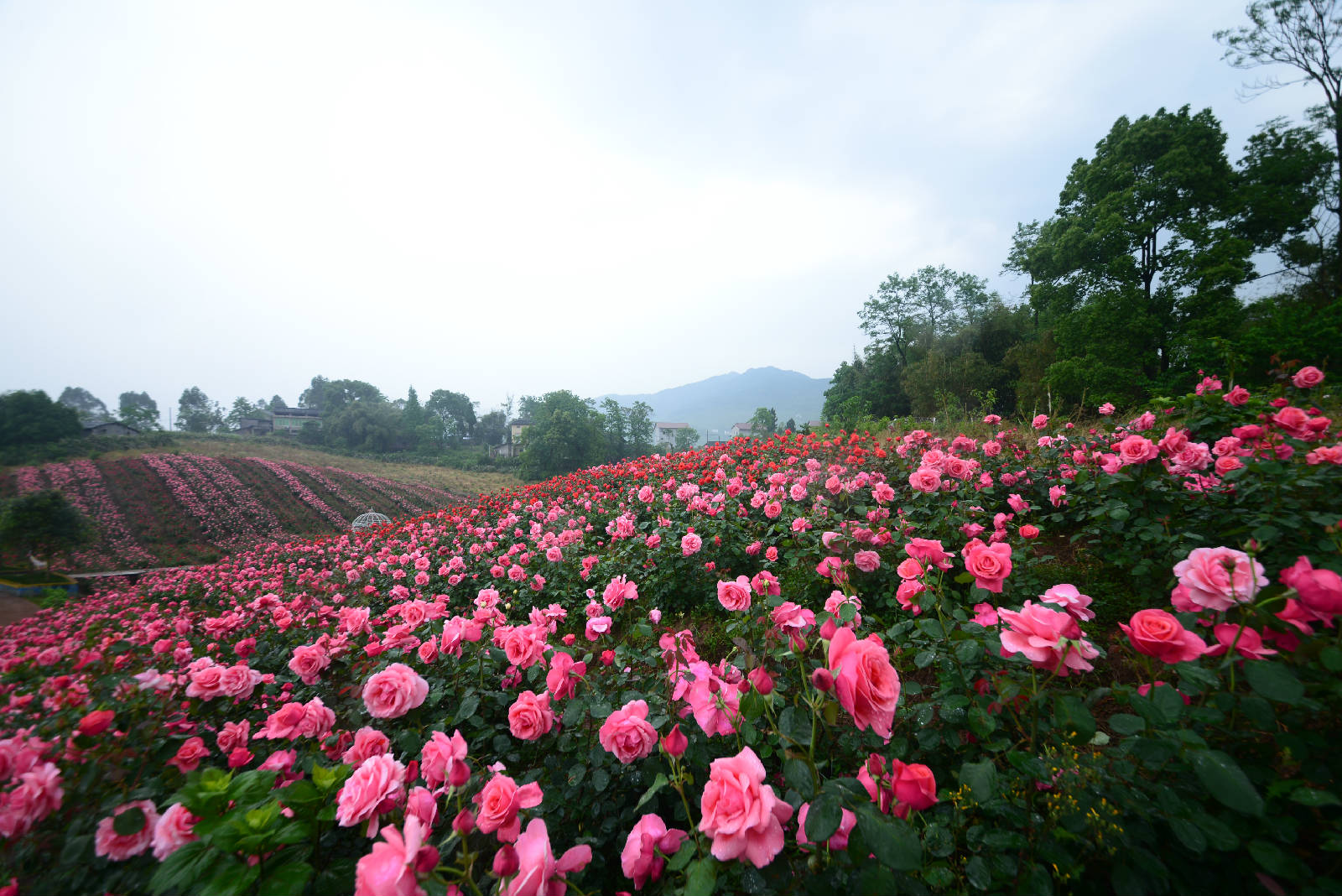 蓥华山花海图片