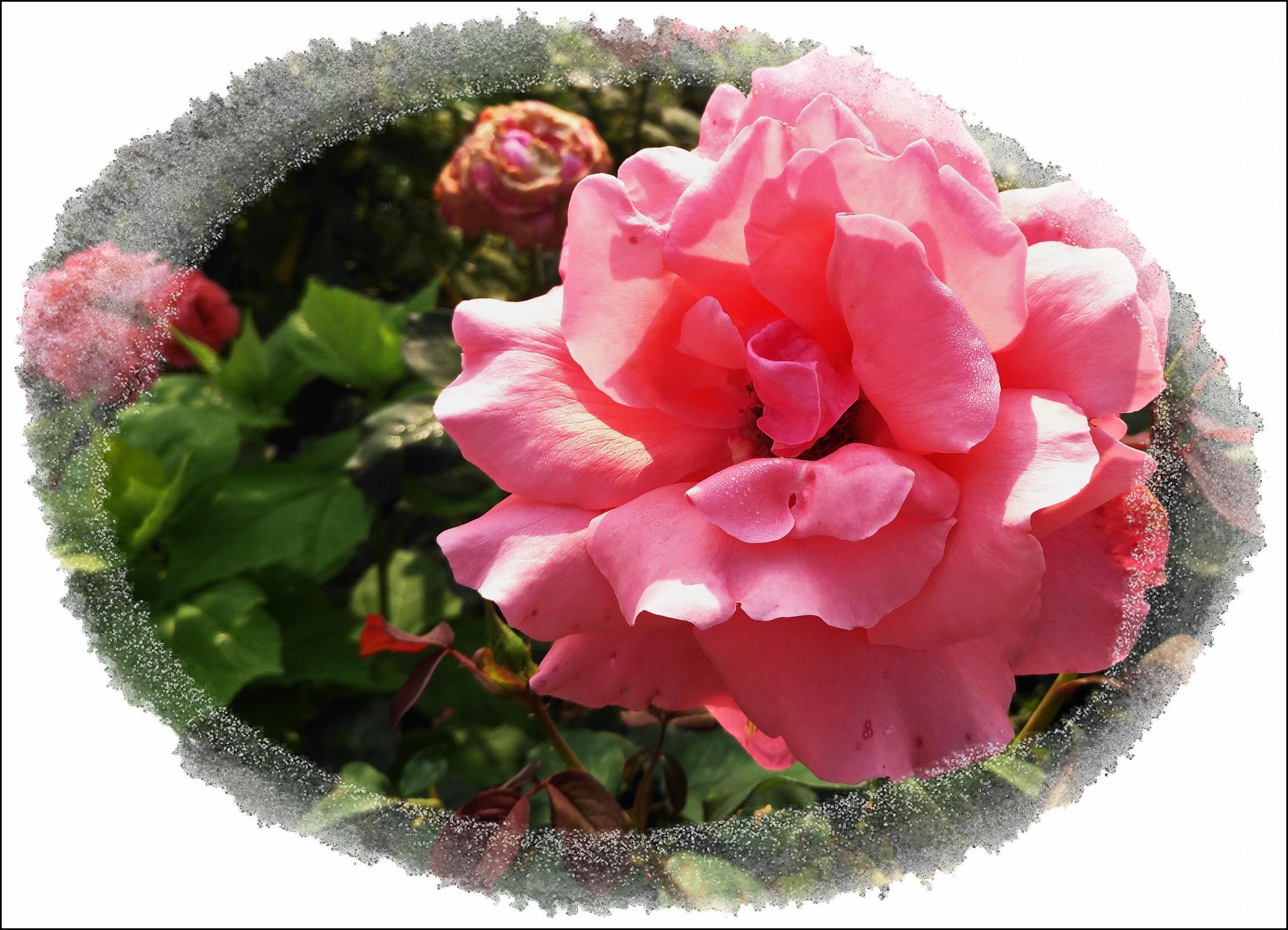 禄市花海 (24).jpg