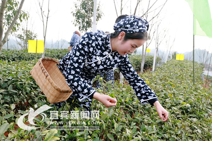 茶文化爱好者:川茶是最奢侈的茶 首届天府龙