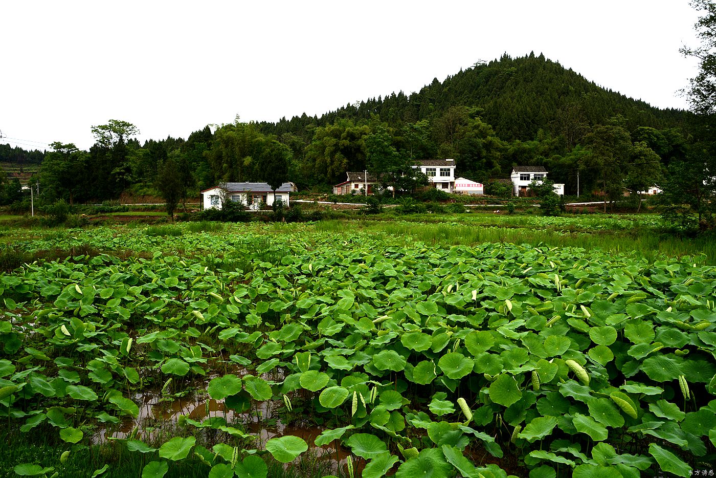 凉水