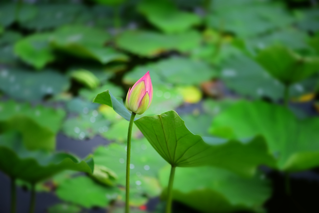 DSC_9355.jpg