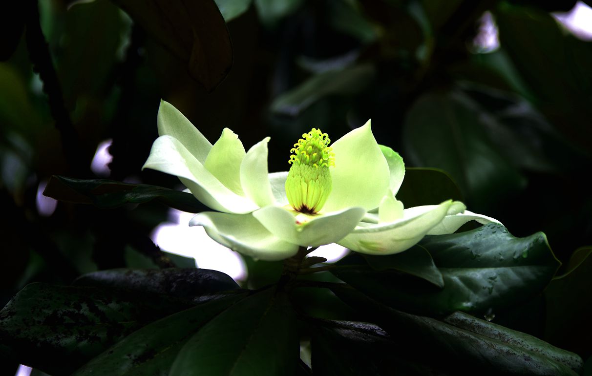 DSC_6784.JPG