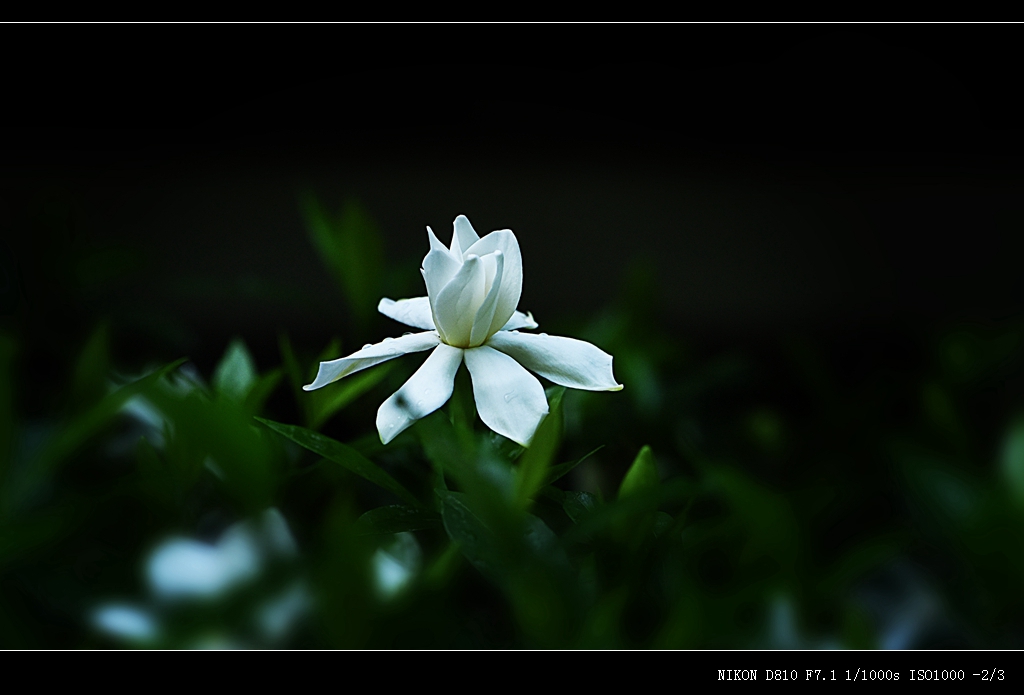 DSC_9906.jpg