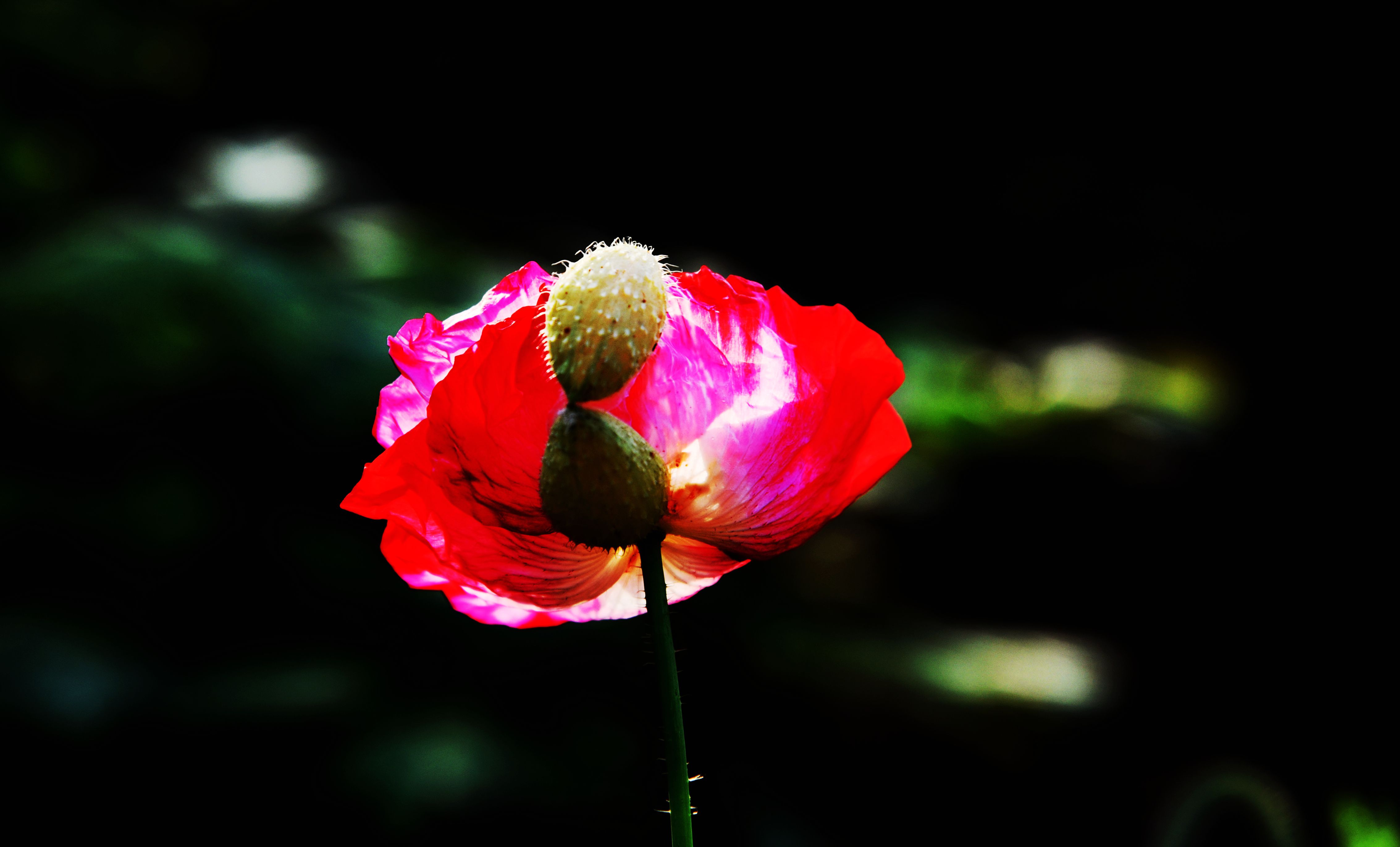 DSC_2983_副本.jpg