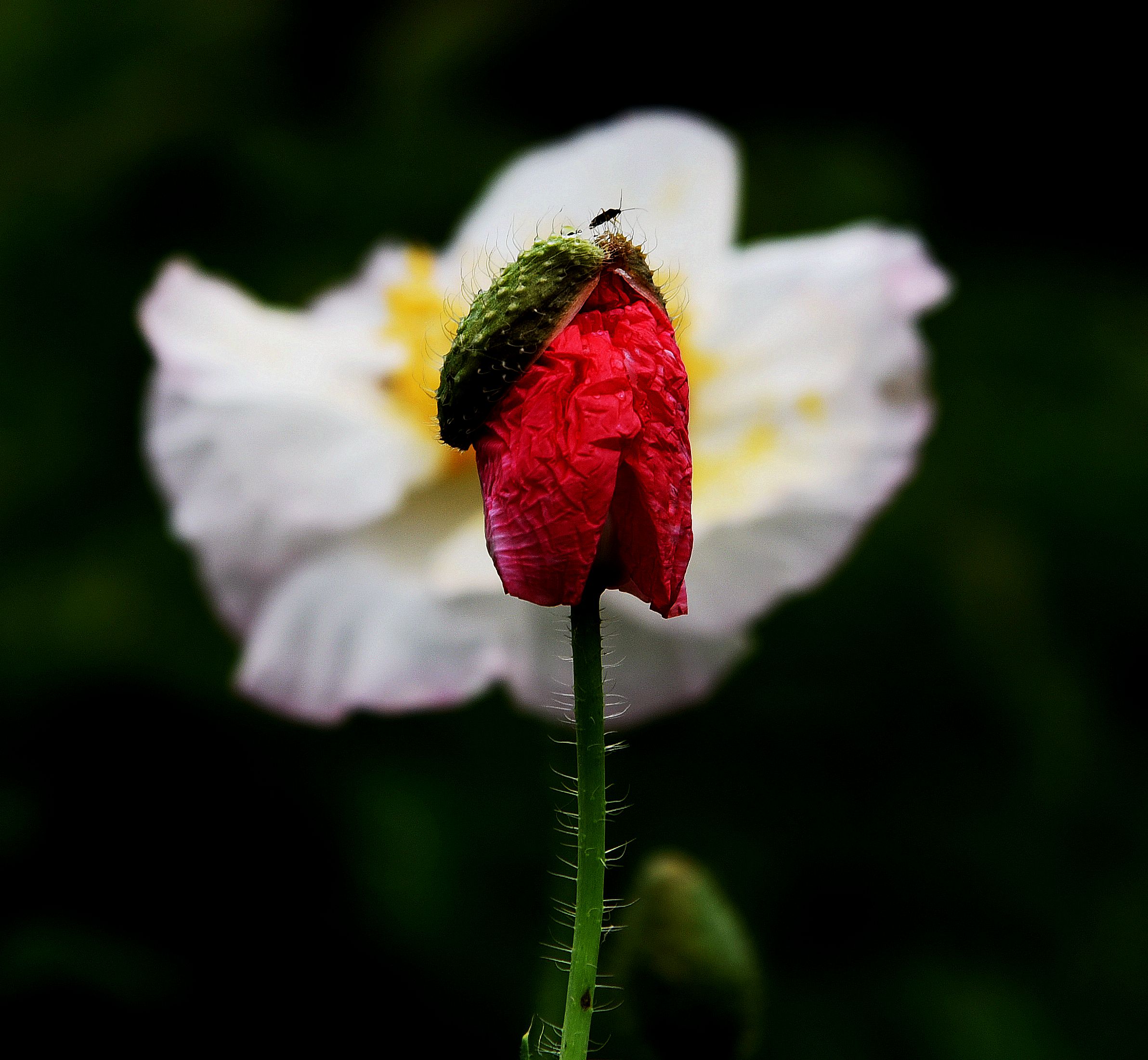 DSC_3110_副本.jpg