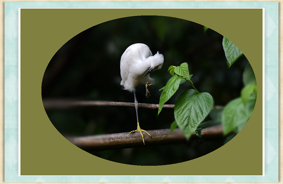 DSC_9300___conew1_.jpg