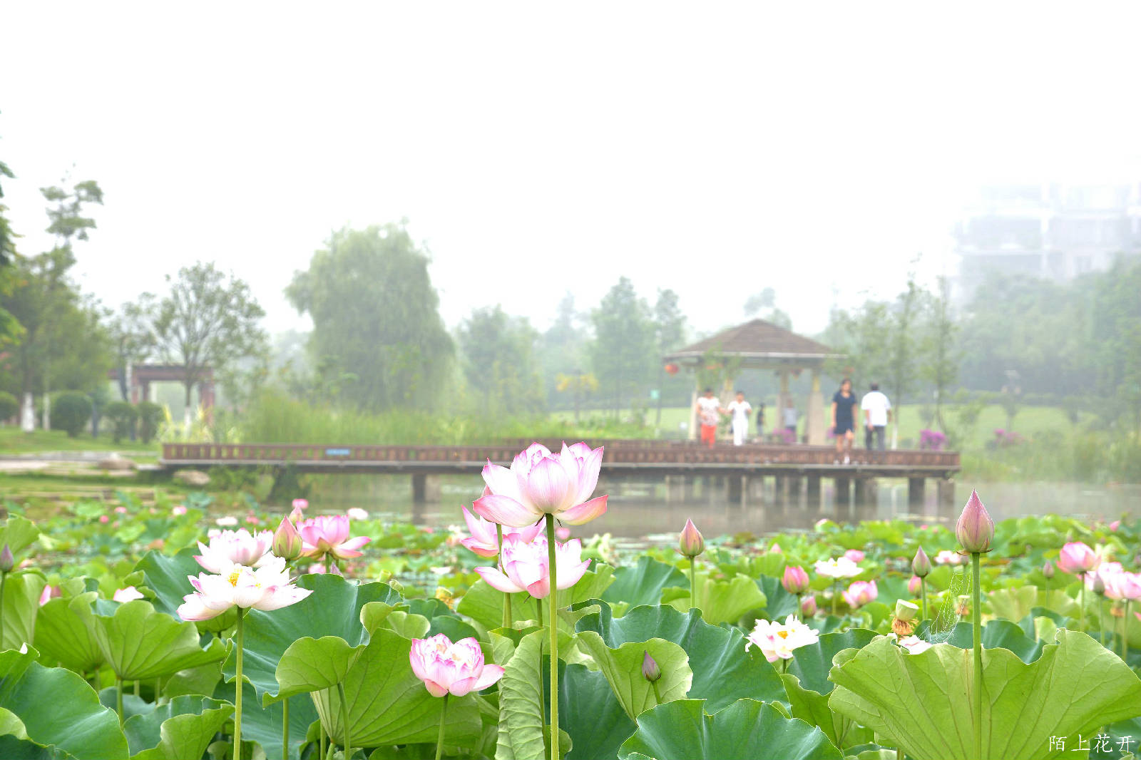 DSC_8321_副本.jpg