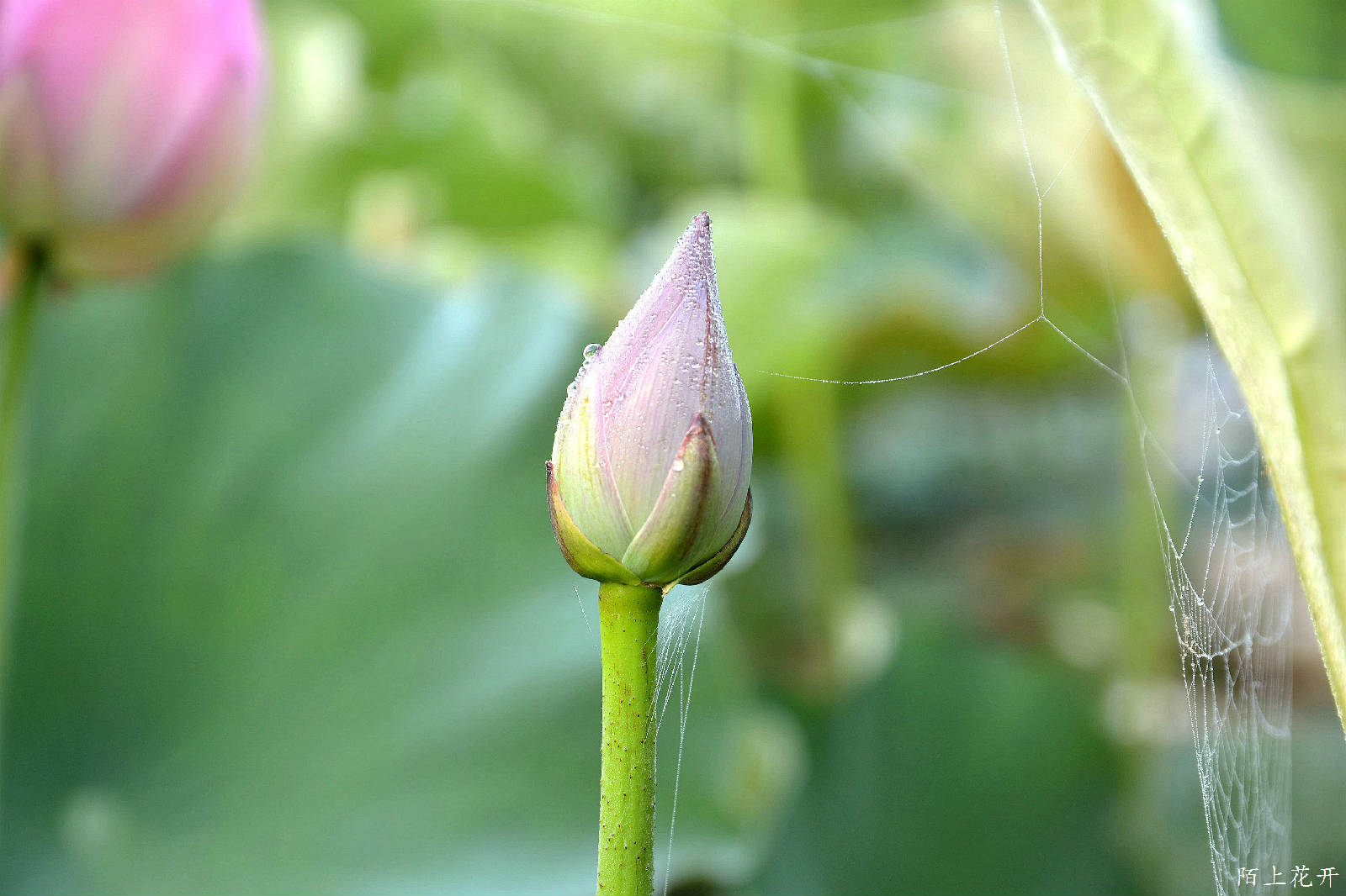 DSC_8270_副本.jpg