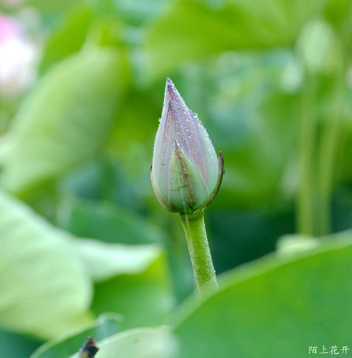 DSC_8295_副本.jpg