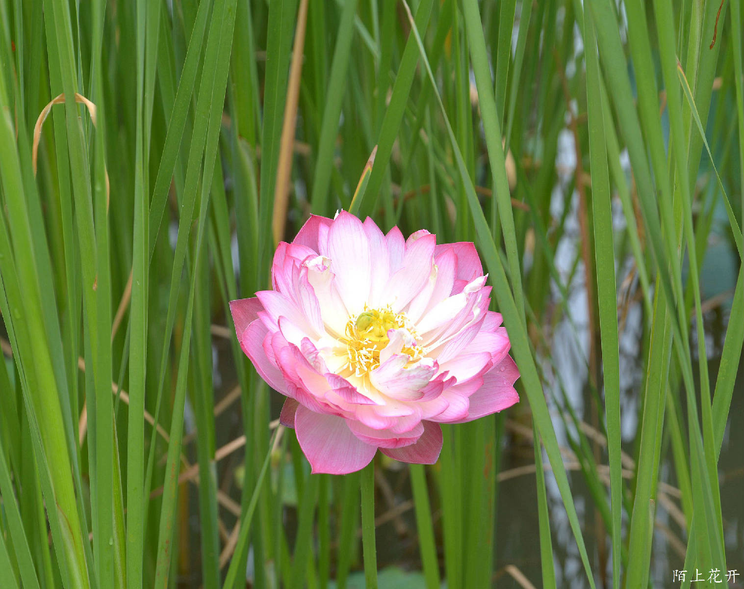 DSC_8380_副本.jpg