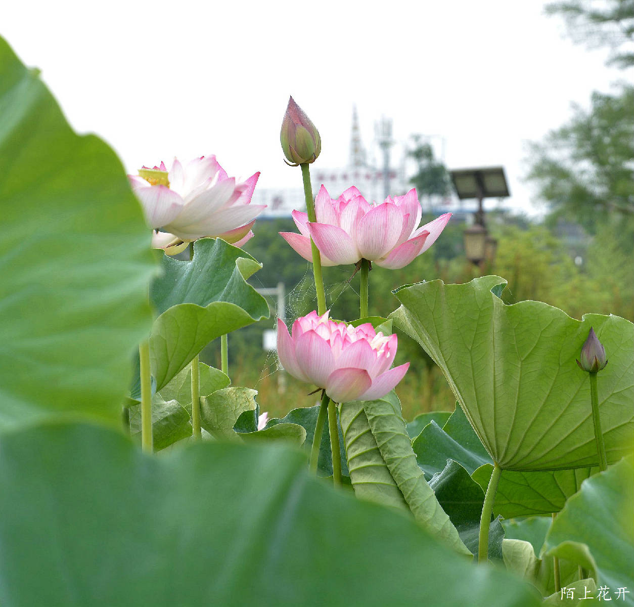 DSC_8302_副本.jpg