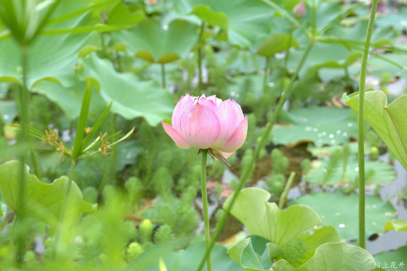 DSC_8367_副本.jpg
