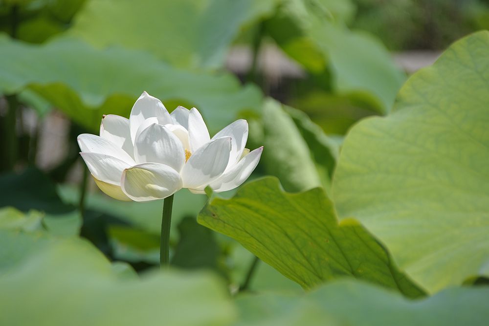 DSC_7469_副本.jpg