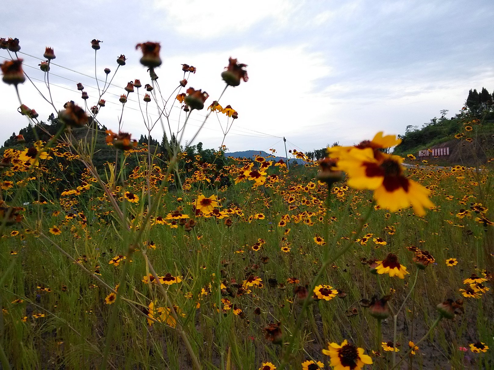 IMG_20180609_191646.jpg