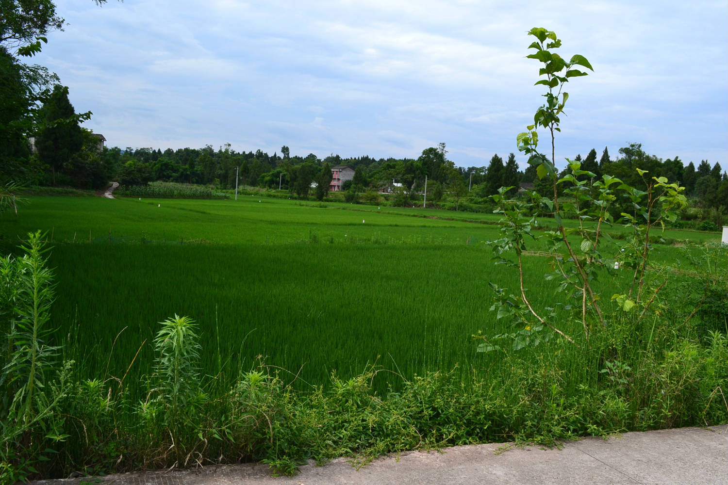 DSC_6859.JPG