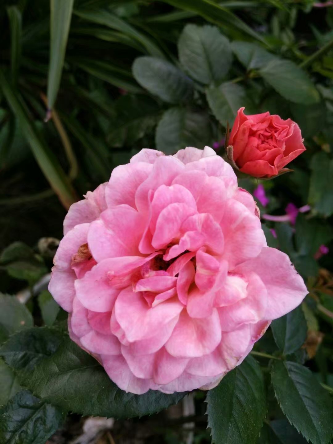 psb (10).jpg