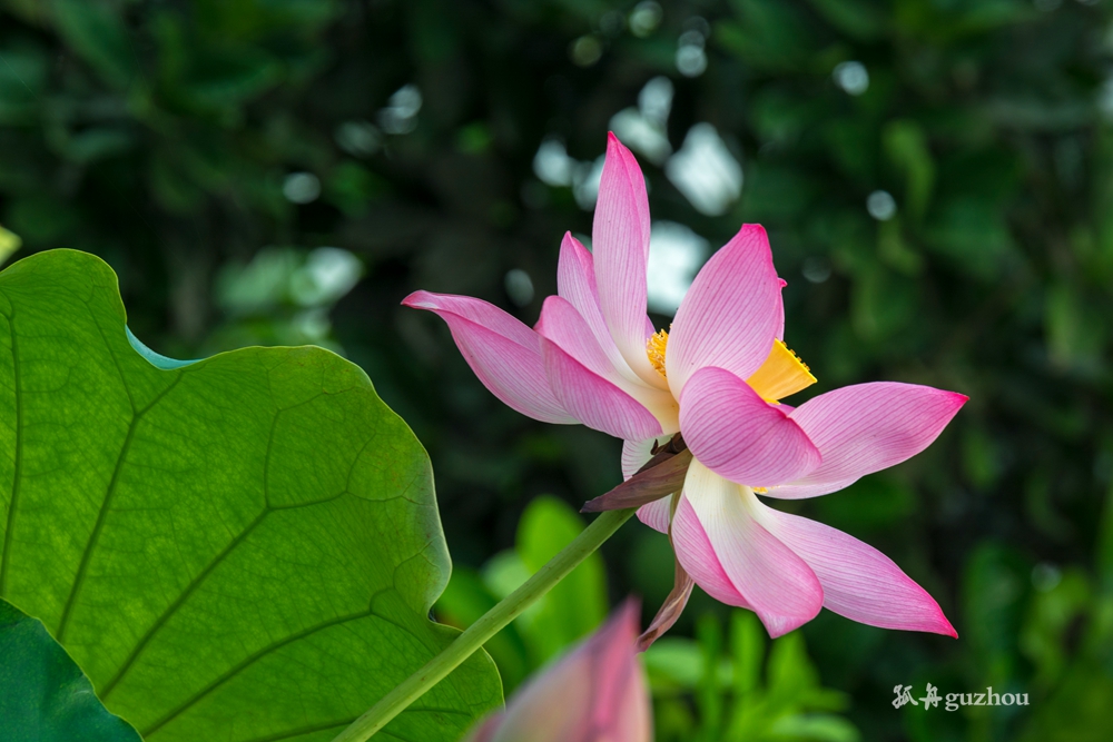 DSC_3765.jpg
