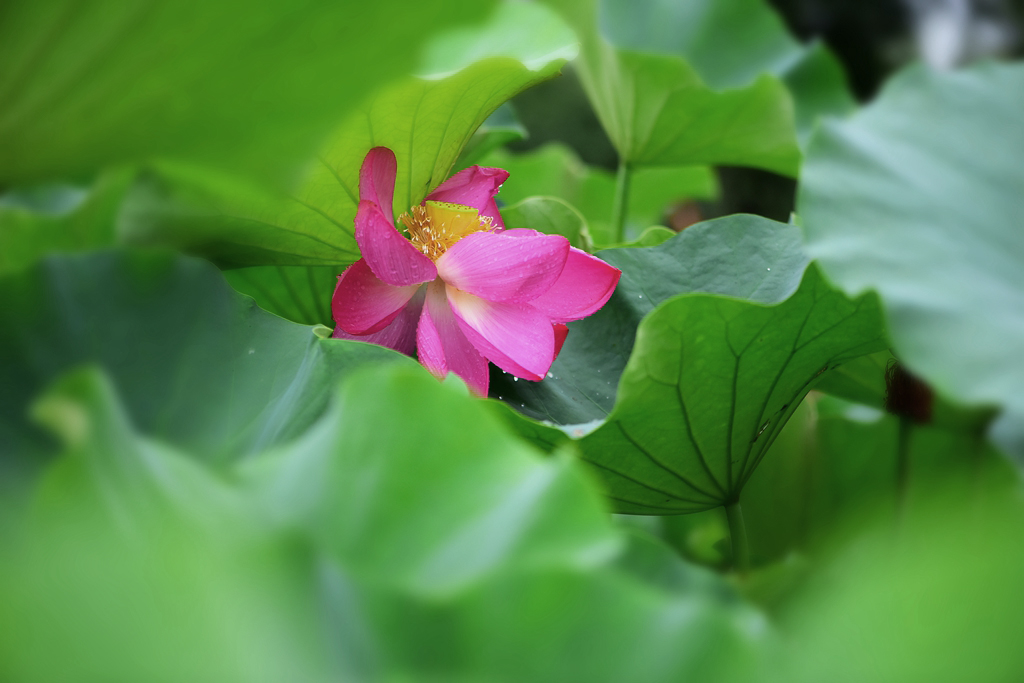 DSC_5071.jpg