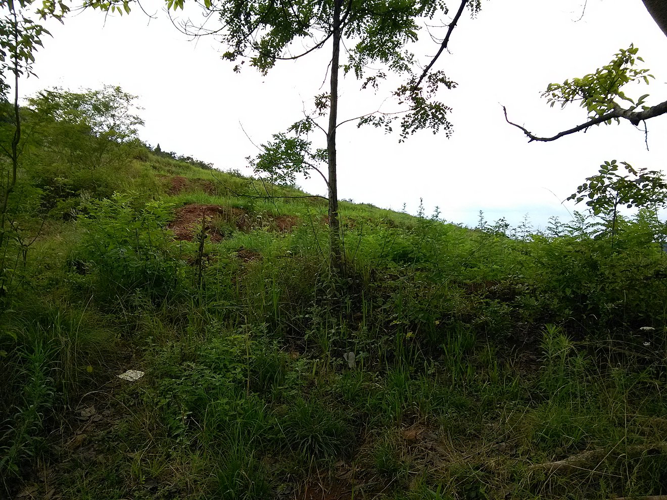 IMG_20180619_164513.jpg