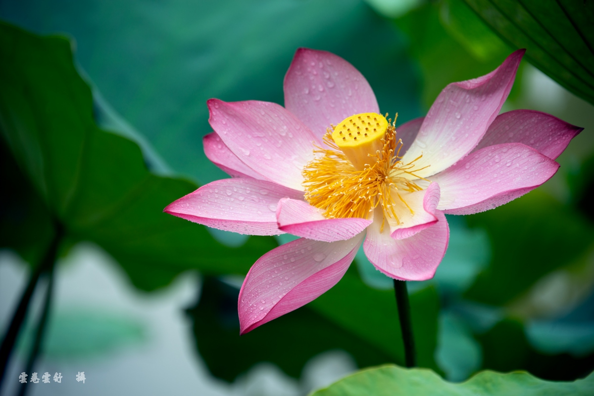 _DSC4931_conew1.jpg