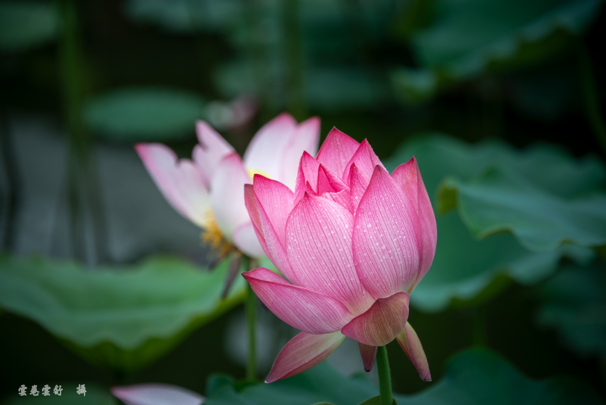 _DSC4928_conew1.jpg