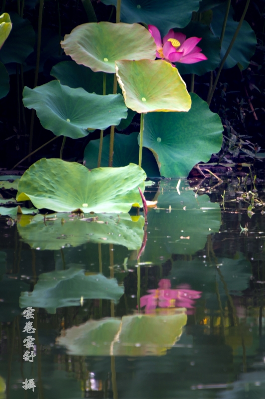 _DSC4940_conew1.jpg