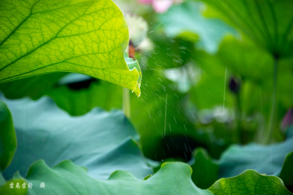 _DSC5274_conew1.jpg