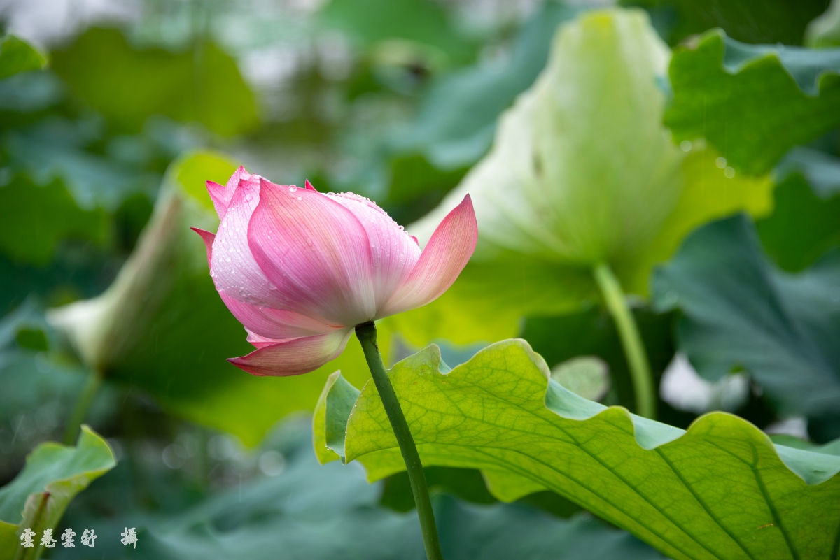 _DSC5282_conew1.jpg