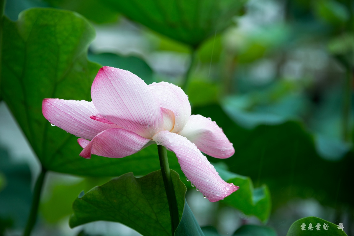 _DSC5279_conew1.jpg