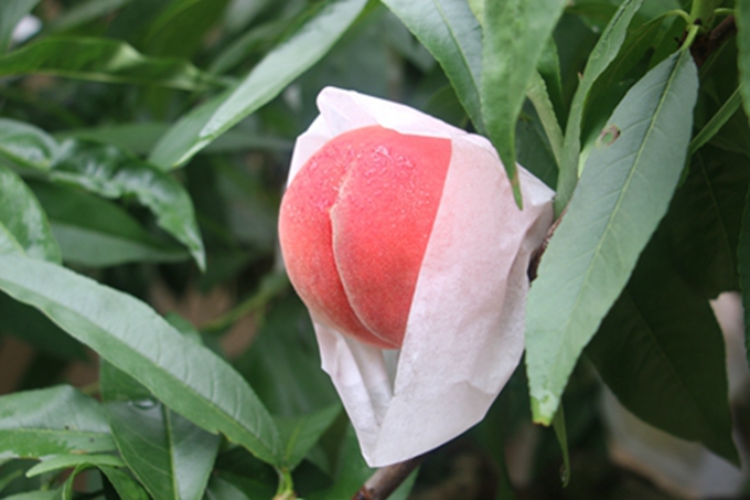 麻辣社区2018买遍四川龙泉驿水蜜桃采摘体验