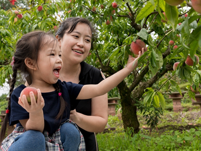 麻辣社区2018买遍四川龙泉驿水蜜桃采摘体验