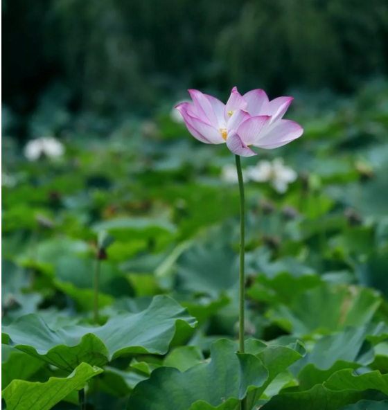 QQͼ20180719104544.png