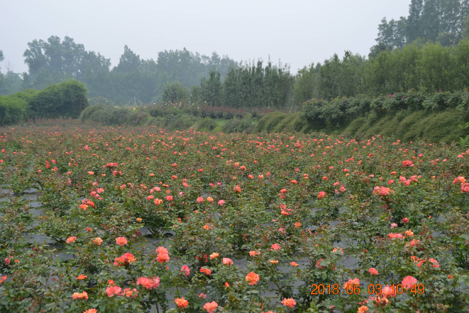 DSC_0169.JPG