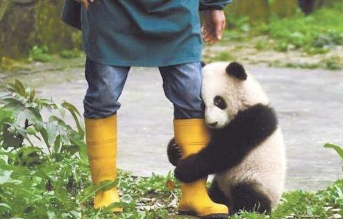 熊猫抱大腿在日本圈粉无数,日本网友:羡慕嫉妒,想当一名饲养员