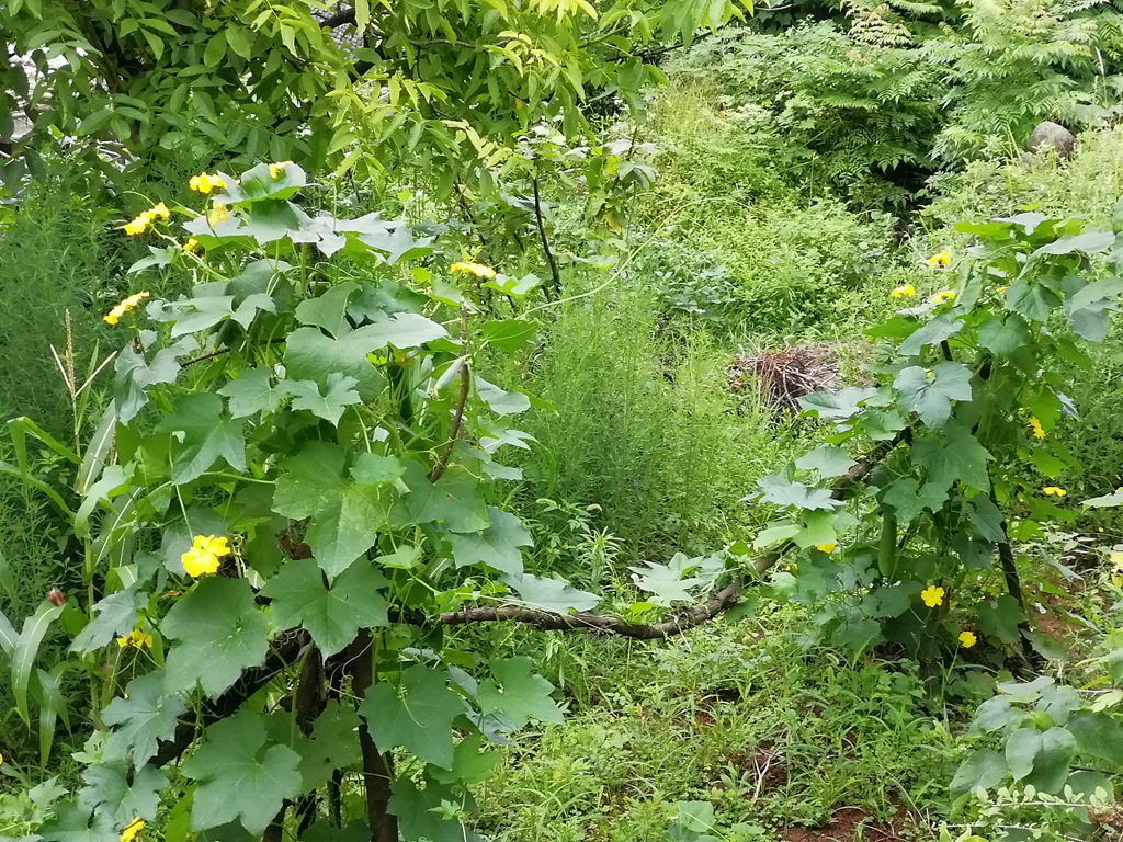 IMG_20180621_073123.jpg
