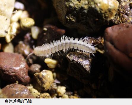 别有洞天!龙门山一溶洞 发现神奇生物 推测为新