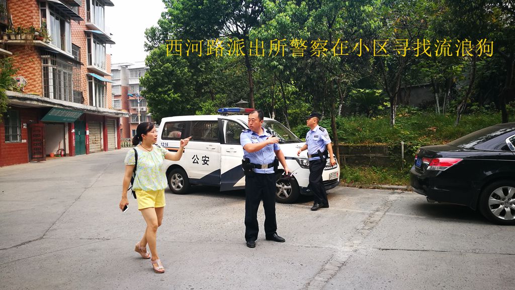 报12345 警察捕获小区里流浪的中华田园犬