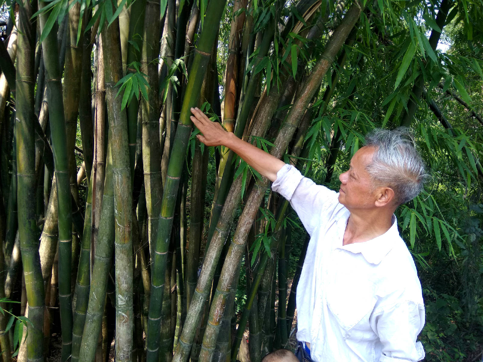 严君平后代严家云介绍君平