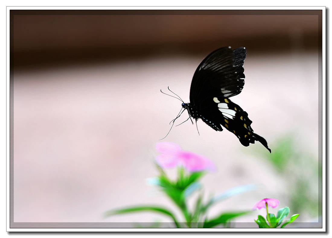 DSC_3871_副本.jpg
