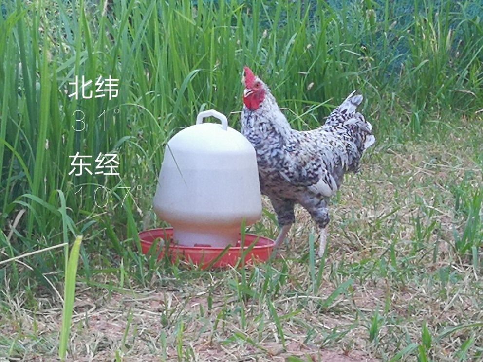 无锡梅村鸡图片