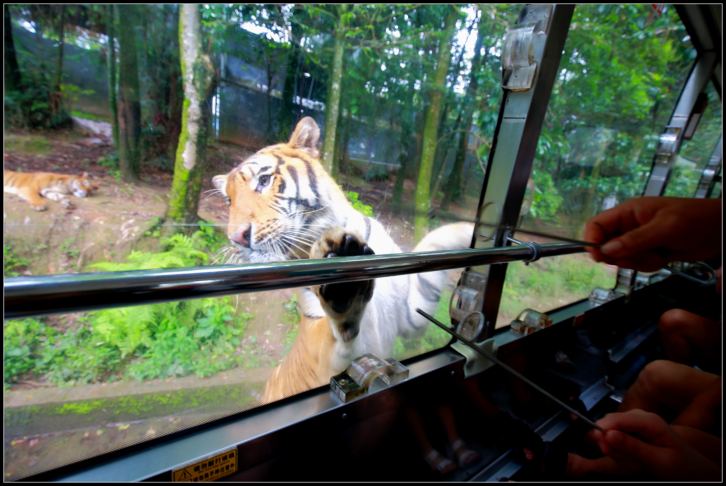 【雅安 碧峰峽】暑假帶小朋友到野生動物園和動物們親密接觸