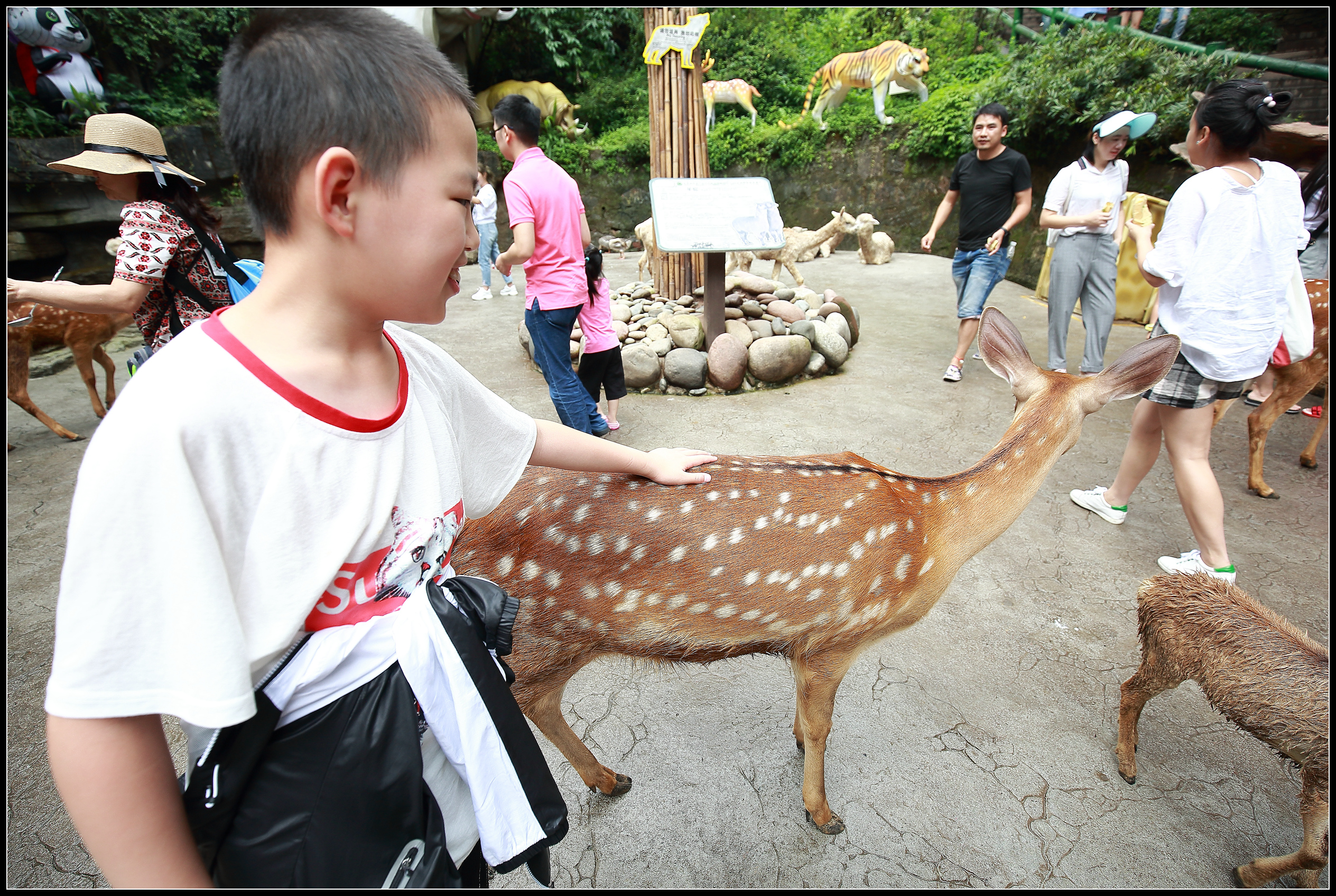 【雅安 碧峰峡】暑假带小朋友到野生动物园和动物们亲密接触