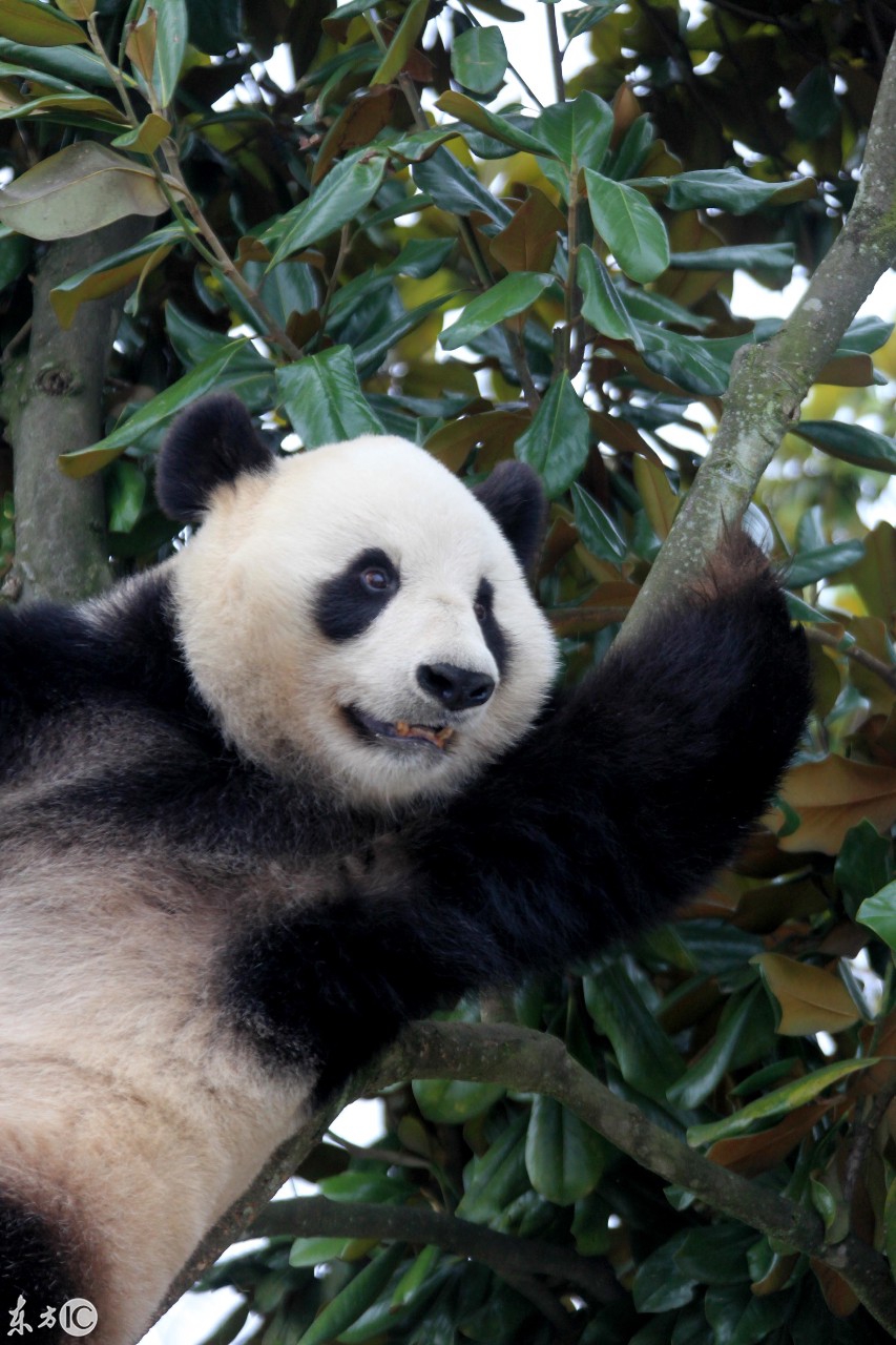 熊猫肥肥的山林隐士生活,被无数白领羡慕