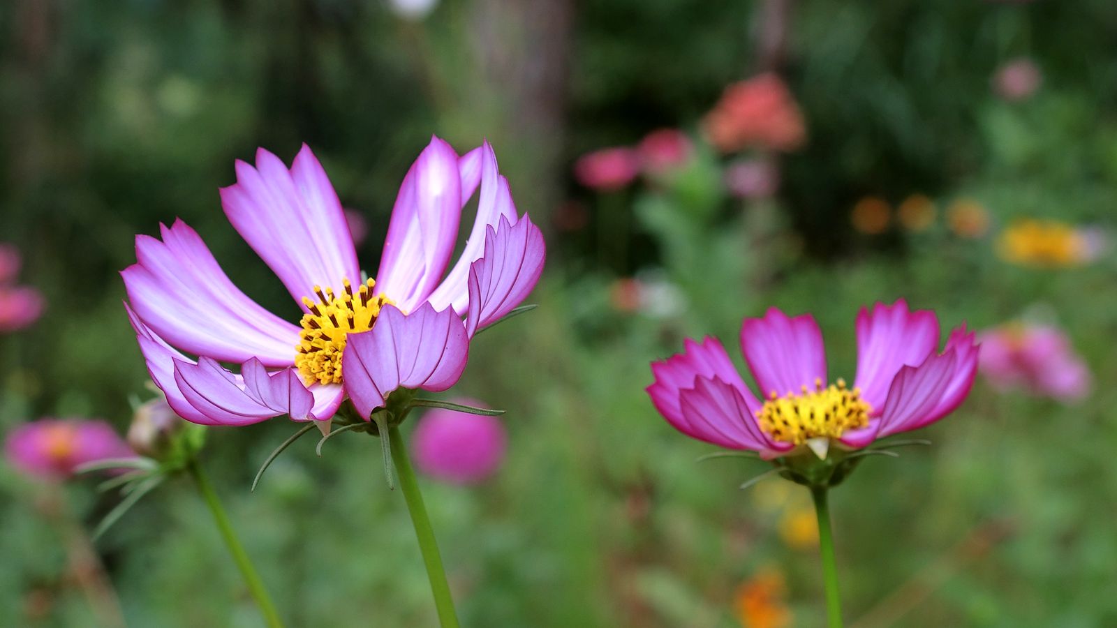 CIMG0206_鍓湰.jpg