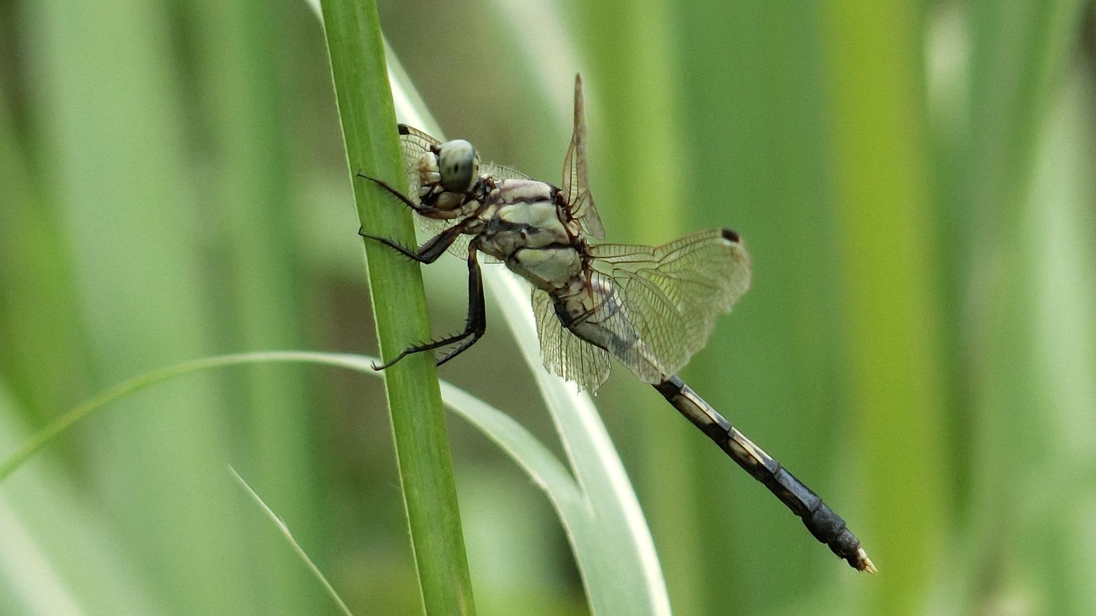 CIMG0357_鍓湰.jpg