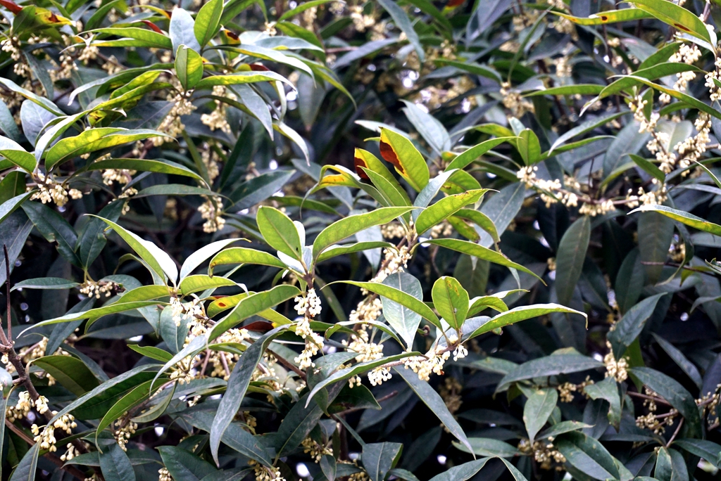 DSC06672_副本_副本.jpg