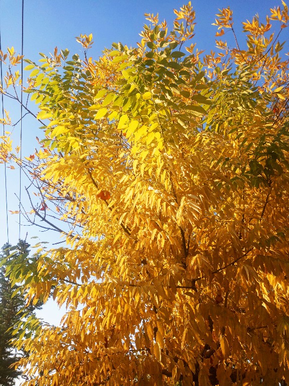 IMG_20180921_071401.jpg