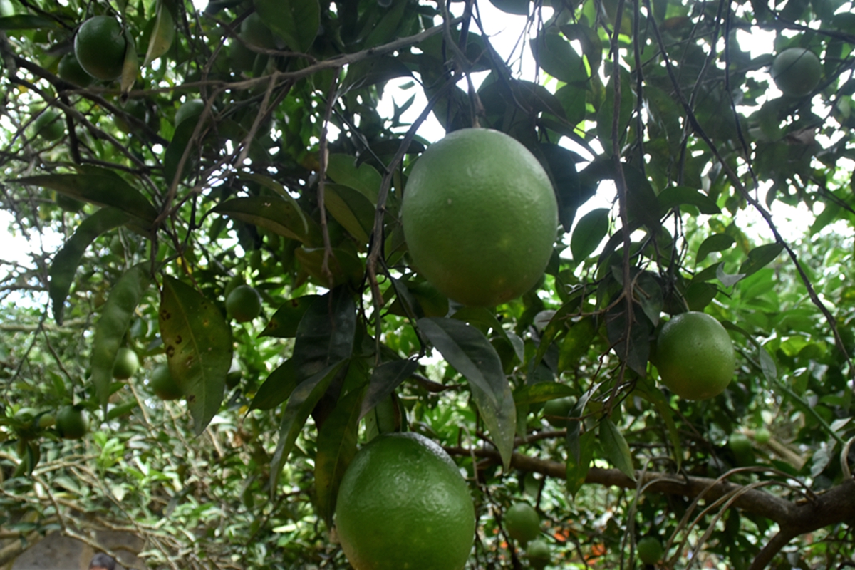 蓬安馬回柑橘樹林裡面現橘王,橘王亭前,村民們載歌載舞過中秋-蓬安