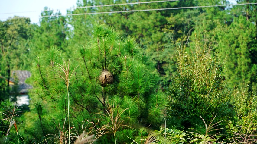 DSC06351_conew1.jpg